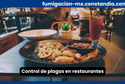 Control de plagas en restaurantes para garantizar higiene en áreas de servicio de alimentos