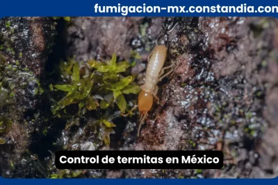 Control de termitas en México con presencia de termita en superficie de madera
