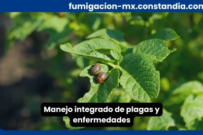 Manejo integrado de plagas y enfermedades en cultivo con presencia de insectos en hojas